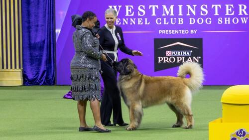 THE WESTMINISTER KENNEL CLUB WEEKLY  DOG SHOW 2025  poster